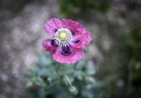 La pigmentation des fleurs change avec le climat et cela pourrait leur nuire - Libération | EntomoNews | Scoop.it