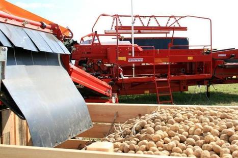 Pommes de terre : fin de campagne laborieuse - 18-08-2014 - La Marne Agricole | Pommes de terre transformées | Scoop.it