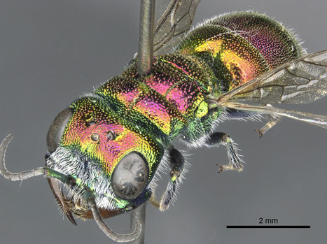 Le pays merveilleux des Chrysidid&eacute;s : 1&egrave;re partie - Chrysis ehrenbergi | Insect Archive | Scoop.it