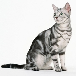 American Shorthair Cat Cat Breeds Information