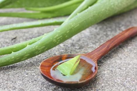 5 formas en cómo el Aloe Vera mejora tu vida sexual | PIENSA en VERDE | Scoop.it