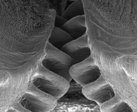 This Insect Has The Only Mechanical Gears Ever Found in Nature | All Geeks | Scoop.it