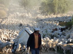 La transhumance bientôt au patrimoine culturel immatériel de l'UNESCO ? | Vallées d'Aure & Louron - Pyrénées | Scoop.it