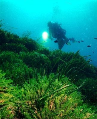 L'algue tueuse en voie de disparition | Biodiversité - @ZEHUB on Twitter | Scoop.it