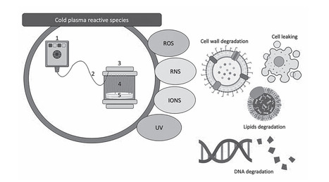 Book Chapter in Sustainable Postharvest Technologies for Fruits and Vegetables • Duarte Sierra Lab 2024 • Cold Plasma Technology for Fruit and Vegetable Quality Preservation during Postharvest Storage | Reviews | Scoop.it