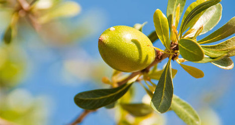10 Remèdes naturels à base d’huile d’argan | Aromathologie | Scoop.it