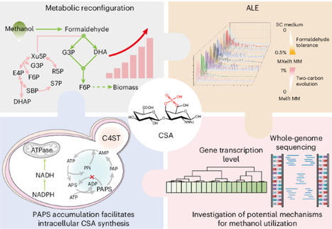 Constructing artificial methylotrophic S. cerevisiae for chondroitin sulfate production using a multidimensional combinatorial strategy | Nsyn | RMH | Scoop.it
