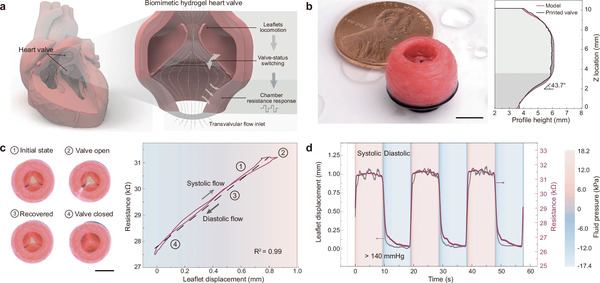 Multimaterial cryogenic printing of three-dimensional soft hydrogel machines | Transcatheter Treatment of Mitral Regurgitation | Scoop.it
