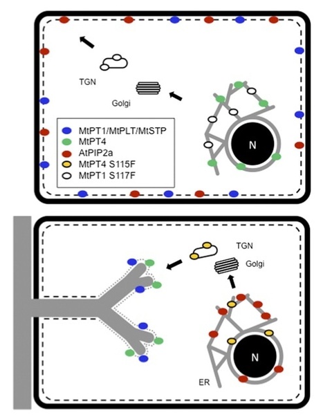 PNAS: Polar localization of a symbiosis-specific phosphate transporter is mediated by a transient reorientation of secretion (2012) | Plants and Microbes | Scoop.it