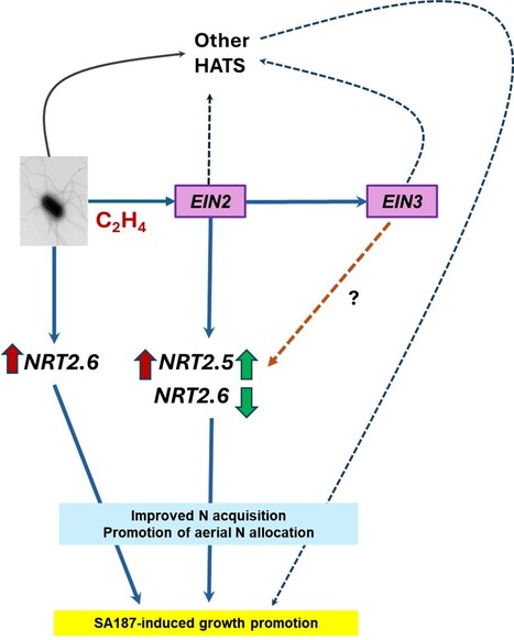 Une bact&eacute;rie b&eacute;n&eacute;fique am&eacute;liore la croissance des plantes en conditions de faible fertilisation | Life Sciences Universit&eacute; Paris-Saclay | Scoop.it
