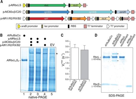 Plant RuBisCo assembly in E. coli with five chloroplast chaperones including BSD2 | RMH | Scoop.it