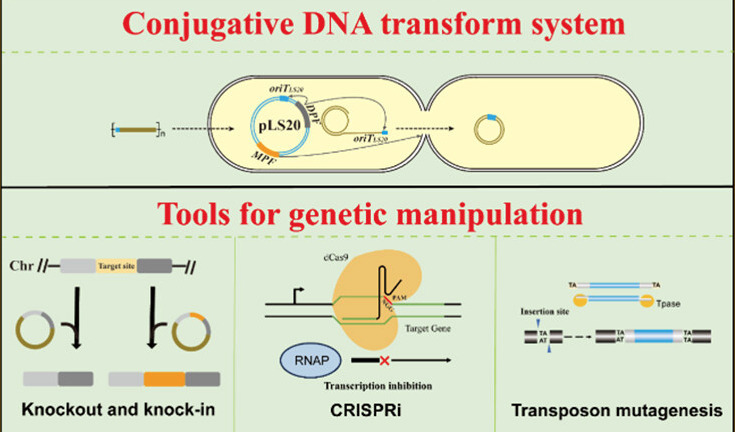 Simple and Versatile Toolkit for Genetic Manipu...