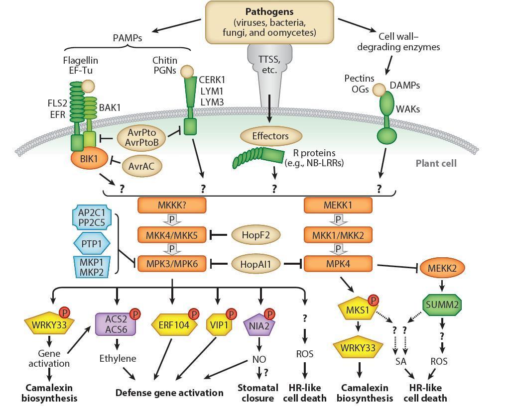 Plant disease resistance information