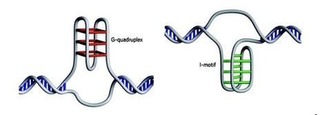 DNA i-motifs found in human cells﻿ | Genetics - GEG Tech top picks | Scoop.it