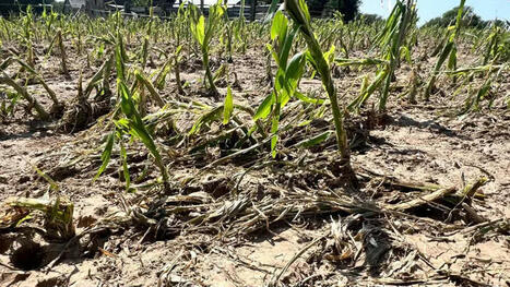 Orages de grêle. "On a tout perdu en dix minutes", une violente tempête ravage les cultures de ce couple d'agriculteurs - France 3 régions | Agriculture en Pays de la Loire | Scoop.it