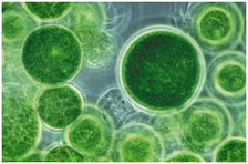 Heliae :: Algae technology to feed & fuel the world | Science News | Scoop.it