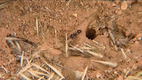 [Vidéo] La Crau : des fourmis au secours des scientifiques | Variétés entomologiques | Scoop.it