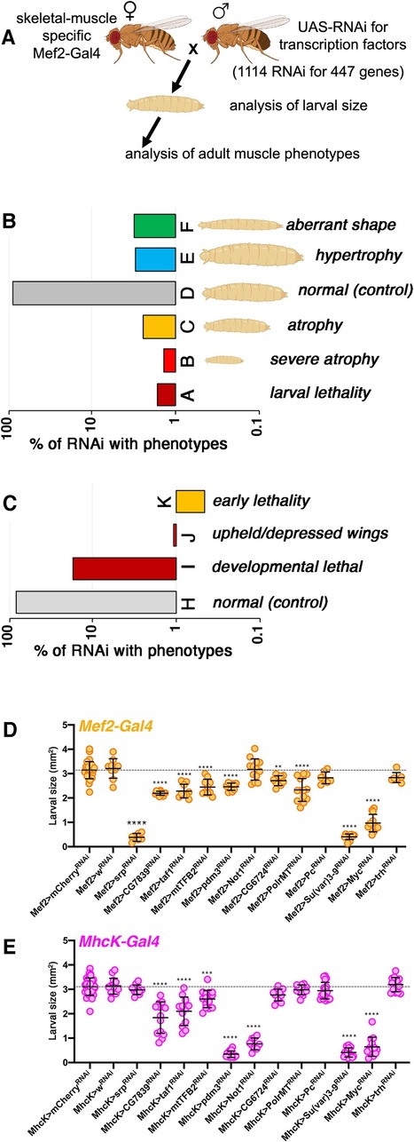 Atrophie musculaire : Une &eacute;tude chez la drosophile fournit une ressource pour comprendre la fonction de 447 facteurs de transcription dans la r&eacute;gulation de la taille des myofibres | EntomoNews | Scoop.it