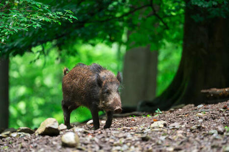 &laquo;&nbsp;Les prochains jours seront cruciaux&nbsp;&raquo;&nbsp;: l&rsquo;Espagne face &agrave; la peste porcine africaine | Toxique, soyons vigilant ! | Scoop.it
