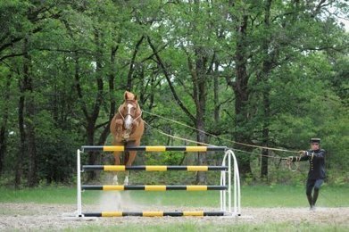 Nérac Le cheval est roi | Cheval et sport | Scoop.it