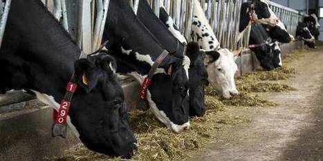 Belgique : La Wallonie va réguler sa production de lait | Lait de Normandie... et d'ailleurs | Scoop.it