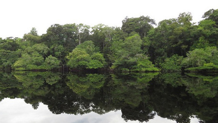 Only a few tree species dominate the Amazon rain forest | RAINFOREST EXPLORER | Scoop.it