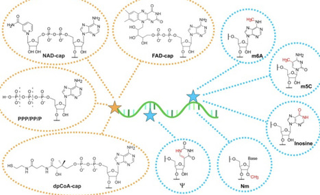 The enigmatic epitranscriptome of bacteriophage...