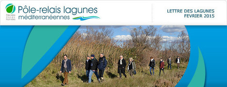 Lettre des lagunes - f&eacute;vrier 2015 P&ocirc;le-relais lagunes m&eacute;diterran&eacute;ennes | Biodiversit&eacute; | Scoop.it