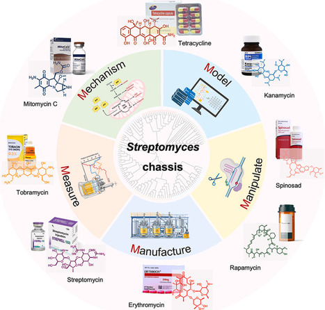 Streptomyces: boost chassis strains for production of invaluable natural products | ssb | RMH | Scoop.it