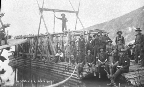 Archives. Un bateau abattoir, Yukon, USA, 1898. | La Gazette des abattoirs | Scoop.it