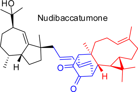 Nudibaccatumone, a Trimer Comprising a Phenylpropanoid and Two Sesquiterpene Moieties from Piper nudibaccatum | Natural Products Chemistry Breaking News | Scoop.it