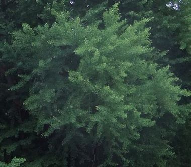 [Oeillades num&eacute;riques] Prendre le pouls en vid&eacute;o | Caf&eacute; des Sciences | Scoop.it