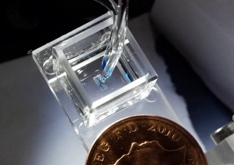 A New Method for the 3-D Printing of Living Tissues | Amazing Science | Scoop.it