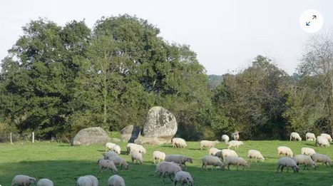 L&rsquo;&eacute;levage ovin sur une bonne dynamique en Deux-S&egrave;vres | Actualit&eacute; B&eacute;tail | Scoop.it