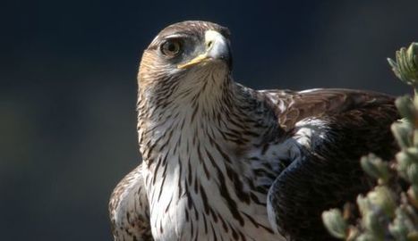 10 000 plumes d'oiseaux "inestimables" volées en Europe par un collectionneur | Les oiseaux au gré du vent | Scoop.it