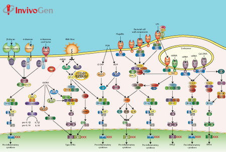 Review on the innate immune system, the first-l...