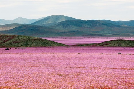 One of Earth's driest places is now a pink flower wonderland | pixels and pictures | Scoop.it