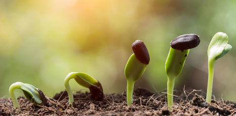 Botany may be dying ... but somehow the plants survive | Plant Biology Teaching Resources (Higher Education) | Scoop.it