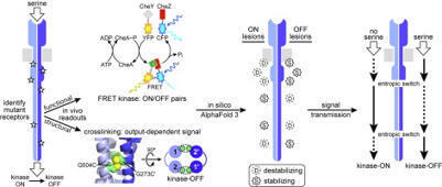 Bacterial chemoreceptors transmit stimulus signals through coupled entropic switches | jmb | RMH | Scoop.it