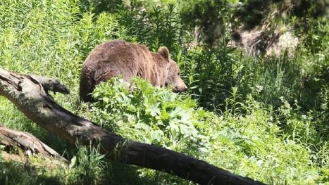 Le gouvernement lance une consultation sur l'effarouchement des ours dans les Pyrénées, deux associations s'y opposent [MAJ 07/05] | Vallées d'Aure & Louron - Pyrénées | Scoop.it