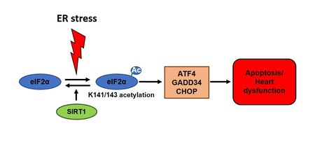 Sirtuin-1 protects the heart from ER stress-induced cell death | Life Sciences Université Paris-Saclay | Scoop.it