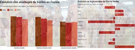 Gros bovins : les premiers chiffres sur la baisse des abattages en 2023 | Lait de Normandie... et d'ailleurs | Scoop.it