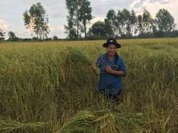 The miracle method for sustainable rice – and bigger harvests | John Vidal | The Guardian | SRI Global News ++ March - May 2025    System of Rice Intensification (SRI) | Scoop.it