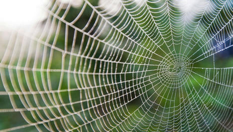 Biodiversité : une nouvelle méthode de suivi de l’ADN environnemental grâce aux toiles d’araignées | Biodiversité | Scoop.it