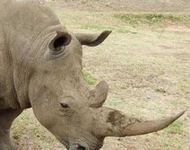 L'Afrique du Sud renforce ses lois contre le braconnage de rhinocéros | Actualités Afrique | Scoop.it