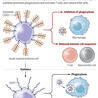 Hematology