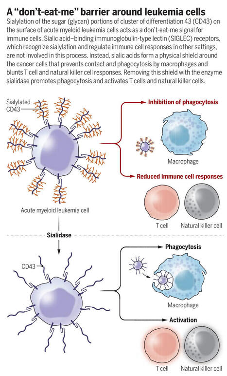 #scienceperspective | Science Magazine | Hematology | Scoop.it