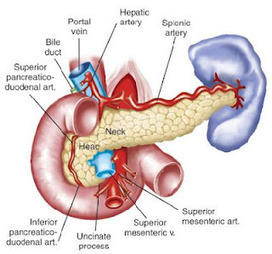 The Med School Project: National Transplant Week Special ... | Immunopathology & Immunotherapy | Scoop.it