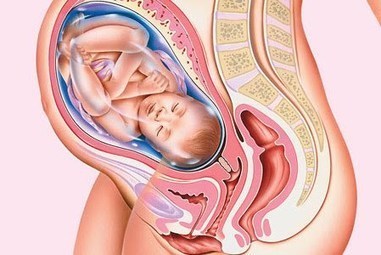 Embarazo Bebe Cuidados Embarazo Es Fertilizacion