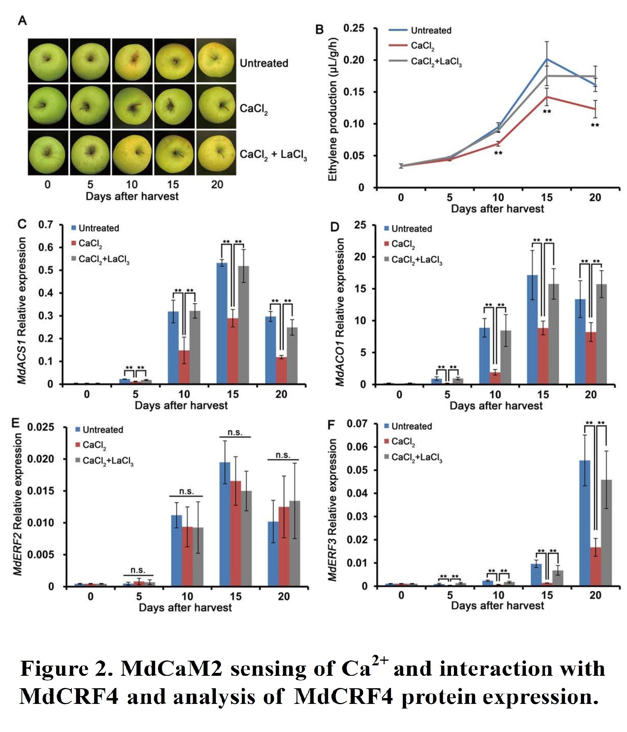 phosphorylation-of-mdcytokinin-response-factor4